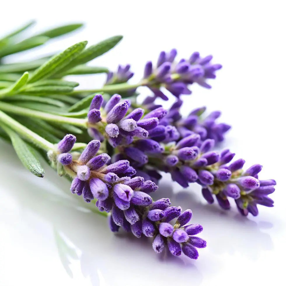 Whipped Shea Butter Cream • Lavender flavor • 100g